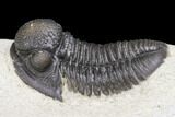 Detailed Gerastos Trilobite Fossil - Morocco #141791-4